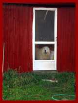dog behind a door